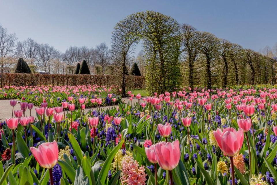 <p>When it comes to floral wonderlands, you won't find a better place for a spring escape than the Netherlands when its famous Keukenhof Gardens open for just a few weeks of the year. Known as the Garden of Europe, Keukenhof sees around seven million bulbs planted each year, with over 800 varieties of tulips from the best Dutch producers, along with hyacinths, daffodils, roses and more. </p><p>You can explore Keukenhof on an exclusive mini-cruise to Amsterdam in April 2021, where you'll be joined by Gardeners' World presenter Adam Frost, who will pass on his gardening tips and answer your questions. </p><p><a class="link " href="https://www.primaholidays.co.uk/tours/netherlands-holland-tulips-cruise-adam-frost-four-day" rel="nofollow noopener" target="_blank" data-ylk="slk:FIND OUT MORE;elm:context_link;itc:0;sec:content-canvas">FIND OUT MORE</a></p>