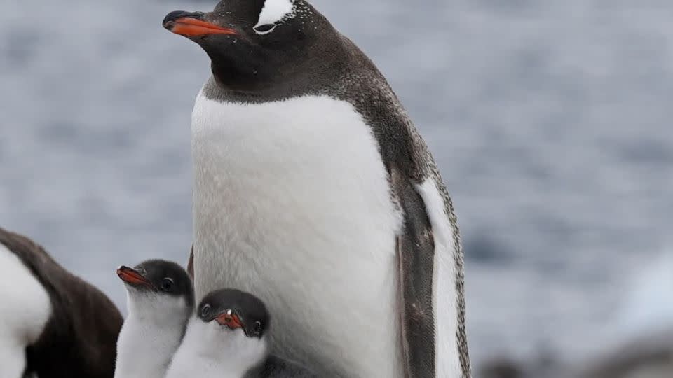 Un pingüino papúa con sus polluelos en 2023. - Julián Quiñones/CNN