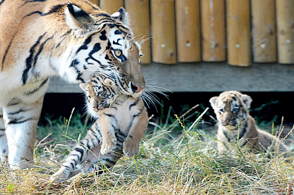 <em>Family – mum Naya helped her cubs as they found their feet in the outside world for the first time (Picture: SWNS)</em>