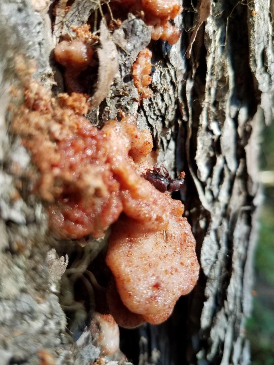 Pitched out red turpentine beetle, 2018. Red turpentine beetle is not usually a tree killing bark beetle and usually only infests the base of trees.