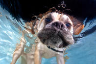 <p>A pug pops his head underwater. (Photo: Jonny Simpson-Lee/Caters News) </p>