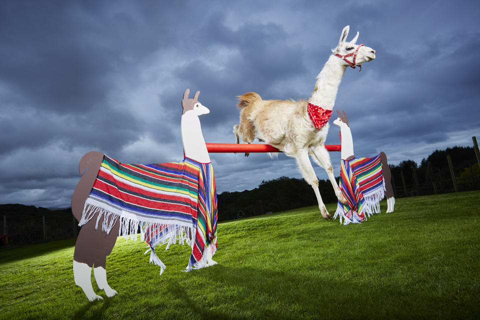 <a href="http://www.guinnessworldrecords.com/news/2016/9/caspa-the-llama-reaches-amazing-heights-in-gwr-2017-443139" target="_blank">Caspa,</a> a llama owned by Sue Williams, of&nbsp;Cheshire, U.K.,&nbsp;holds&nbsp;the record for highest bar jump cleared by a llama: 3 feet, 8.5 inches.