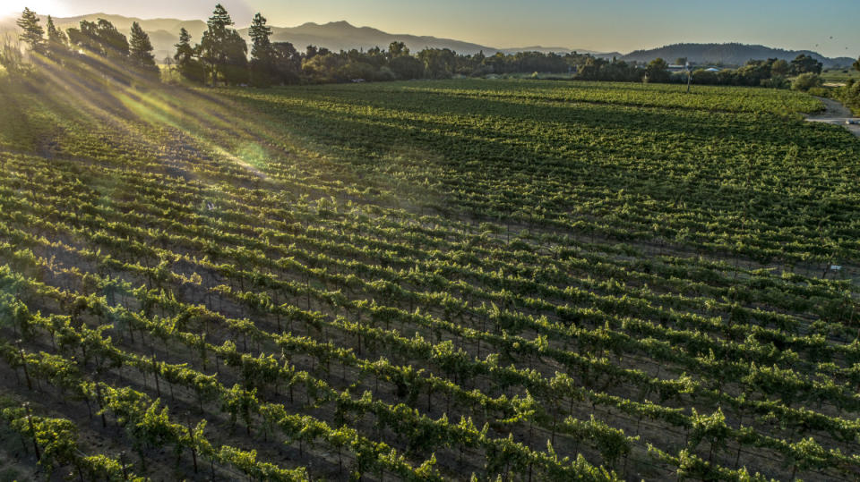 <p>Courtesy of Cakebread Cellars</p><p>In recent years Cakebread's team pushed their limits and extended operations outside of the Napa Valley, forging projects on California's Central Coast and in Washington State.</p>