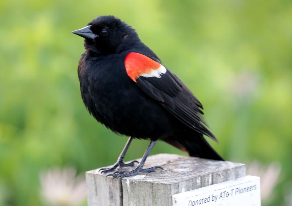 A red winged blackbird at Lakeshore State Park in Milwaukee on Sunday, July 7, 2019. Photo by Mike De Sisti/Milwaukee Journal Sentinel 