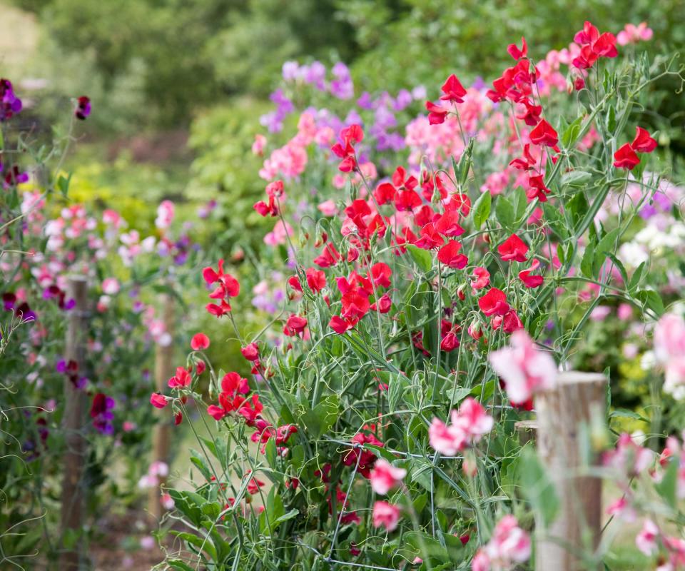 sweet peas