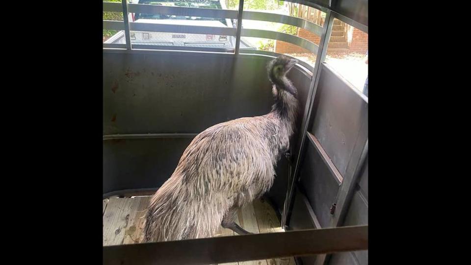 A female emu named “Kevin”