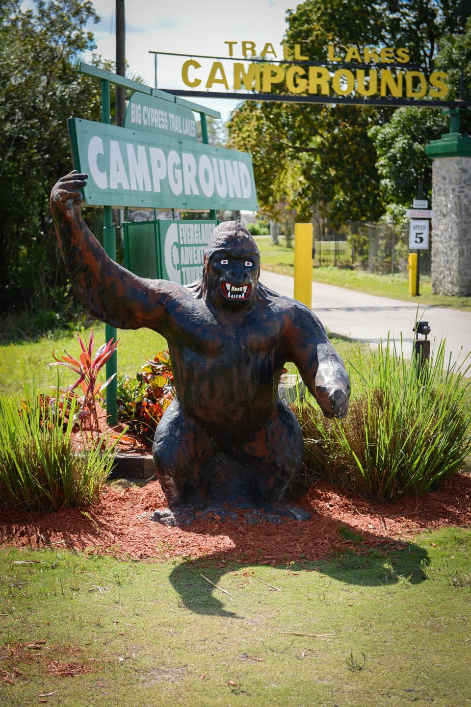 A statue of skunk ape is set up outside if the Big Cypress Trail Lakes Campground where the Skunk Ape Research Headquarters is located in Ochopee, FL.   (February 12, 2014) (Herald-Tribune staff photo by  Rachel S. O'Hara)