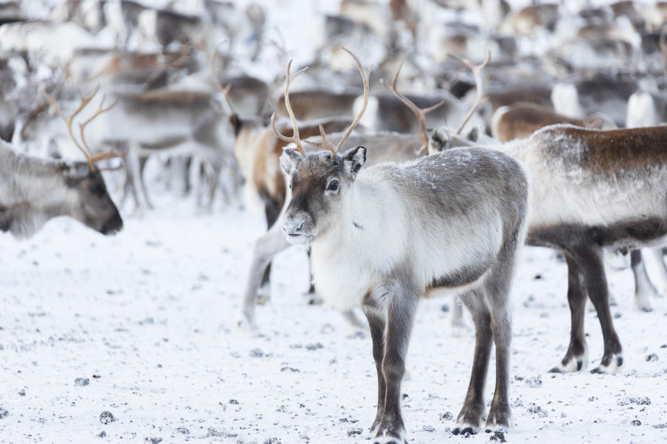 Rentier sind perfekt an ihre Umwelt angepasst. (Bild: Getty Images)