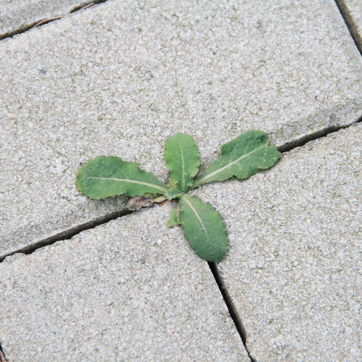  Weeds in between patio slabs. 