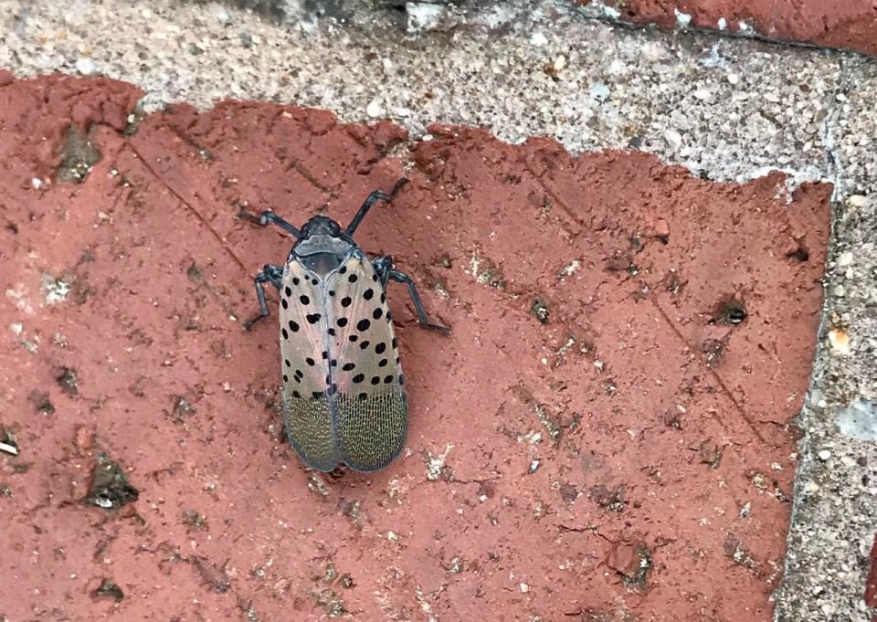 A spotted lanternfly, with its wings closed, on a brick walkway in downtown Hagerstown in August 2021.