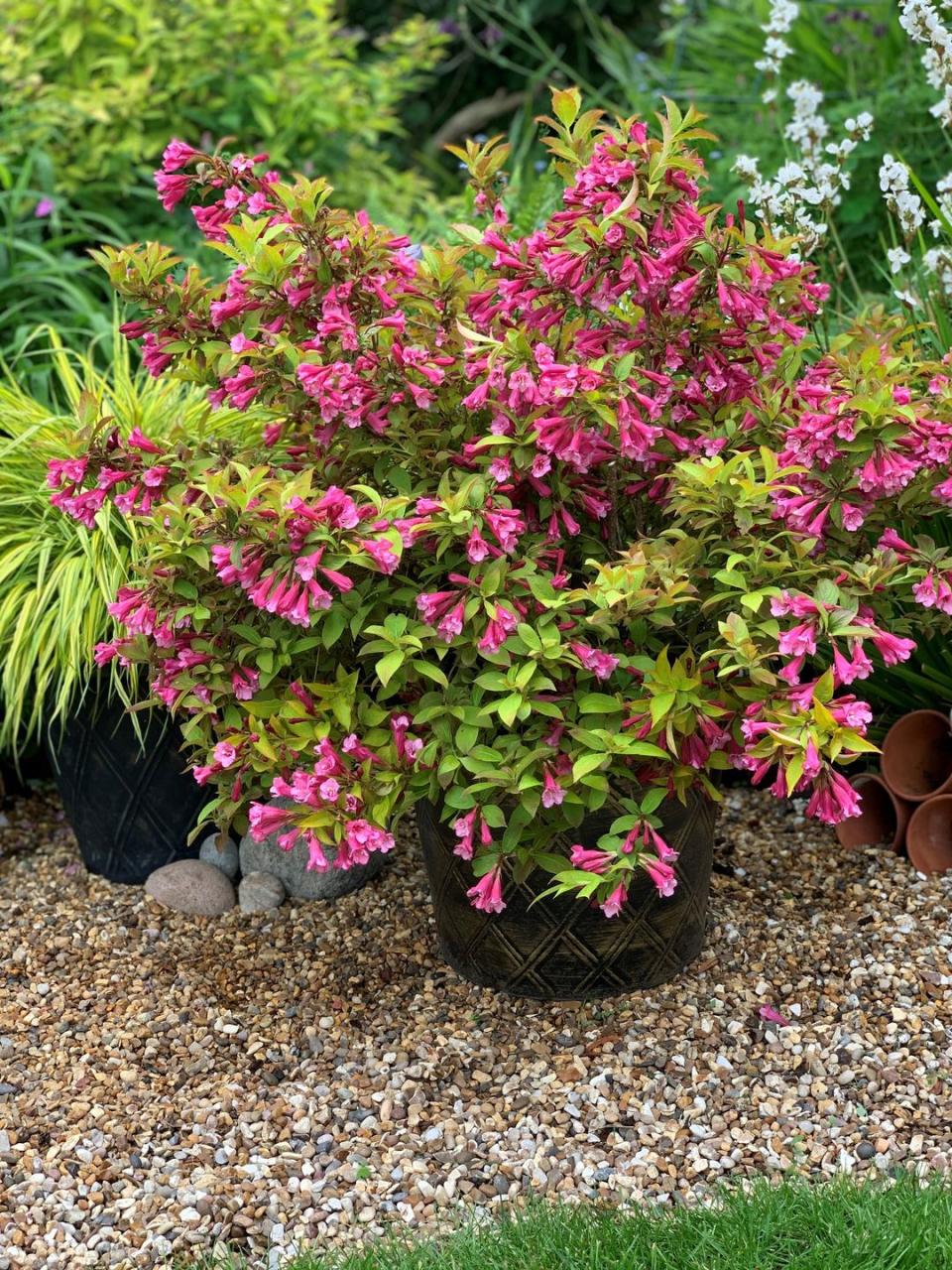 <p>This compact plant offers first-of-a-kind foliage that opens apricot orange before turning to golden yellow. It is smothered with pink, funnel-shaped flowers on arching stems in May and June, offering early support for pollinators.</p><p>• <a href="https://www.binnyplants.com/" rel="nofollow noopener" target="_blank" data-ylk="slk:Binny Plants;elm:context_link;itc:0;sec:content-canvas" class="link ">Binny Plants</a></p><p><strong>Follow House Beautiful on <a href="https://www.instagram.com/housebeautifuluk/" rel="nofollow noopener" target="_blank" data-ylk="slk:Instagram;elm:context_link;itc:0;sec:content-canvas" class="link ">Instagram</a>.</strong></p>