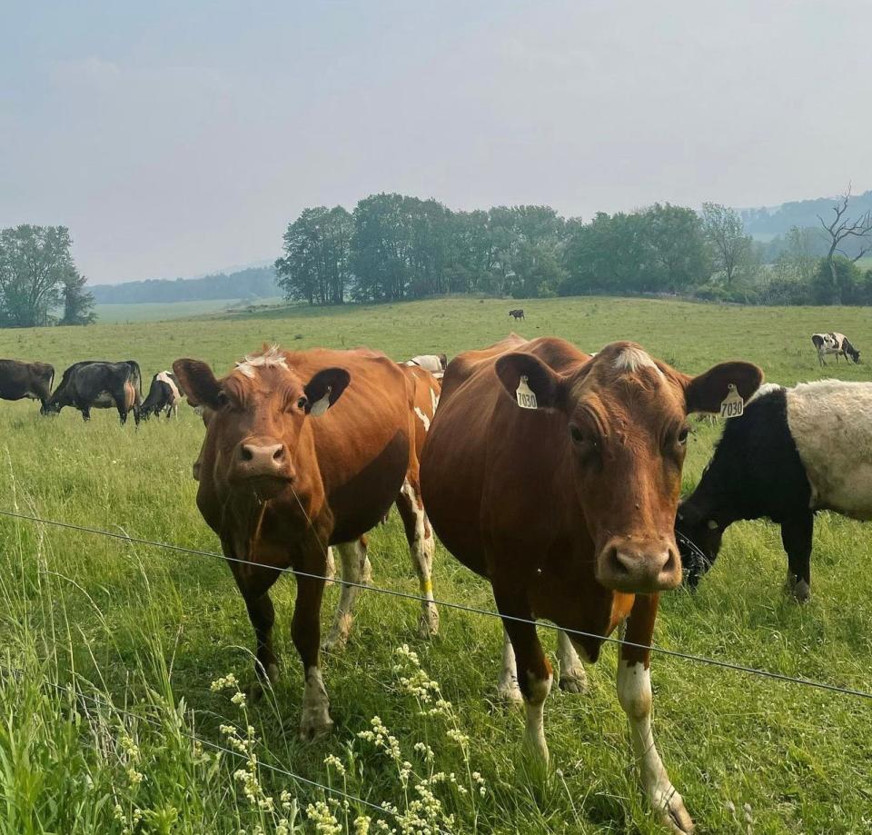 In 1994 Kriemhild Dairy transitioned to practicing grazing.