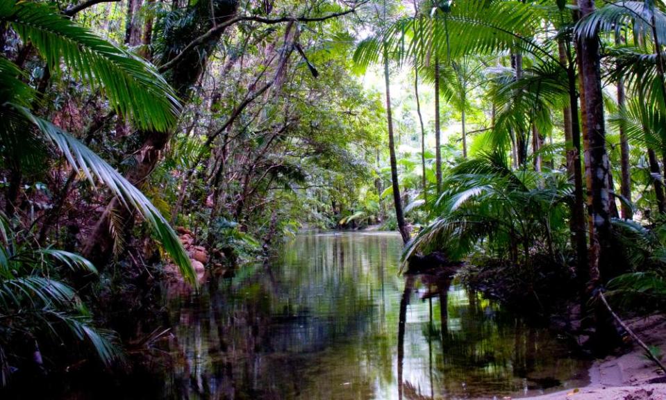 Daintree rainforest