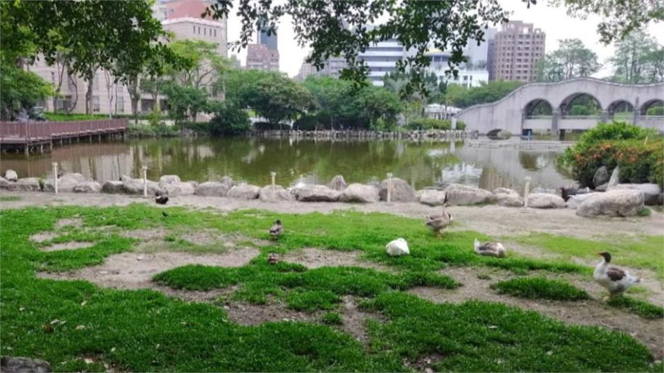 惡質！民眾亂放生鴨、鵝　公園人工湖遭排泄物污染