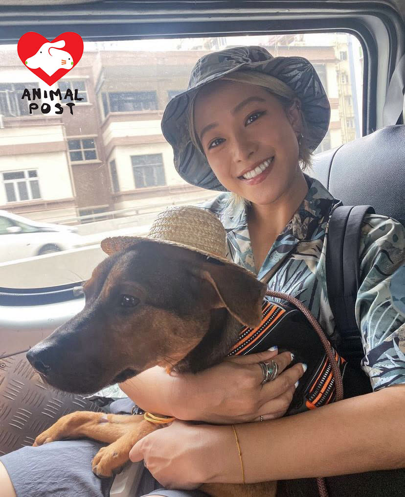 歌手吳嘉禧後來暫托了這狗狗，讓狗狗感受到家庭溫暖。