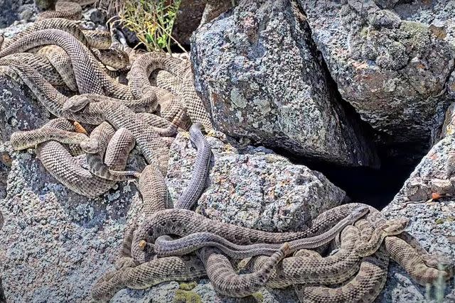 <p>Project RattleCam</p> Colorado rattlesnake "mega den," home to hundreds of snakes