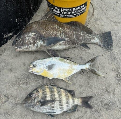 Marco Pompano was dealt three aces Wednesday morning at the Wilbur tide line: A pompano flanked by a black drum (top) and sheepshead (bottom).