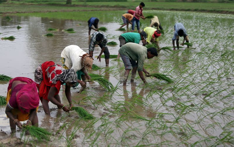 FILE PHOTO: FILE PHOTO: Farmers plant saplings in a rice field on the outskirts of Ahmedabad