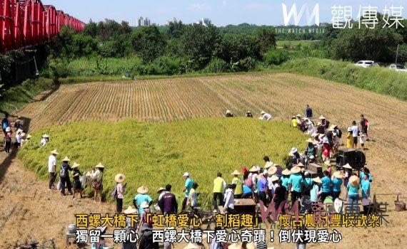 （觀傳媒彰化新聞）【記者陳雅芳／彰化報導】為了打造特色景點，第河川局第四分署結合溪州鄉公所、溪州農會，在溪州鄉西螺大橋下一處播種號稱種給「大甲媽」觀賞的稻田，今（23）日舉辦「虹橋愛心‧割稻趣」活動，日前因連續豪大雨造成全面倒伏，在媽祖保佑，沒有再發生致災情降雨，「獨留一顆心」到最後關頭，讓鄉民樂開懷進行稻子收割。