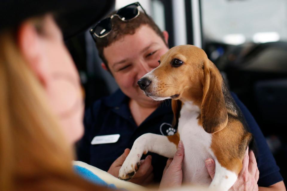 A sponsor handed one of the beagles rescued from a Envigo facility in Virginia moments after the dogs arrived at the Athens Area Humane Society in Athens, Ga., on Wednesday, Aug. 17, 2022. Athens received five of the 4,000 beagles that were rescued after the Department of Justice alleged the Envigo facility in Virginia violated the Animal Welfare Act.