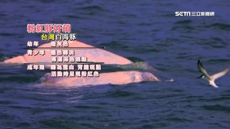 台灣白海豚在西海岸水深約30米以內活動，目前僅存50隻以內。