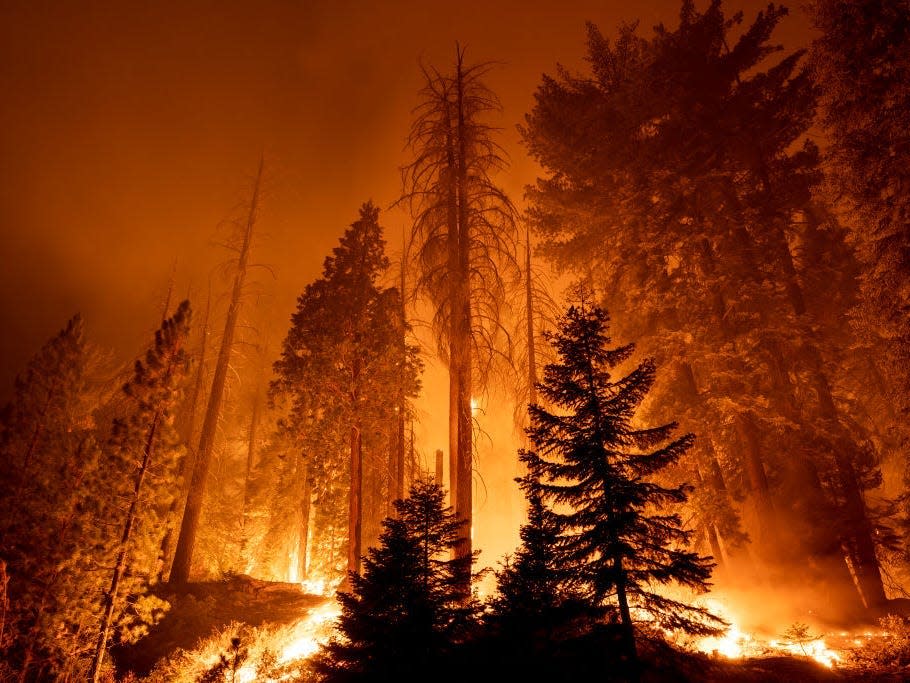 california forest fire