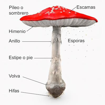 <em>Amanita muscaria</em> presenta la mayoría de las características de un esporocarpo. Luis Monje