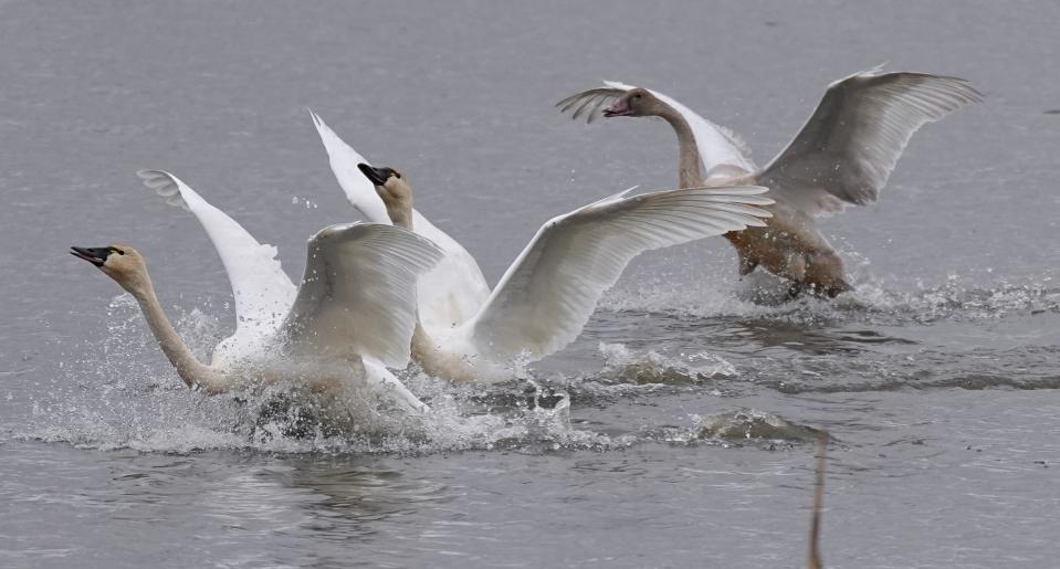 Tundra swans and near other waterfowl and swans Saturday, November 12, 2022 on the Mississippi River between Stoddard, Wis. and Brownsville, Minn. In a half-mile stretch of the river sheltered on the leeward side of restored islands, several thousand tundra swans congregate while on their migration south from Alaska and northern Canada.