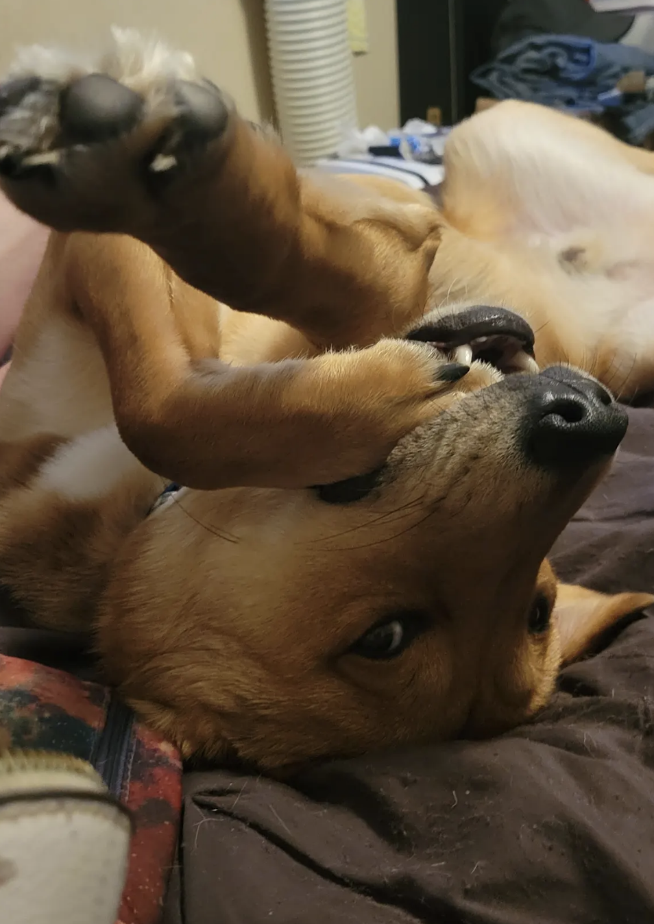 Dog lying on back playfully with paws up