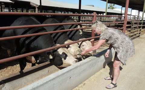 Alison Van Eenennaam, animal geneticist at the University of California-Davis, feeds alfalfa to two hornless offspring of a gene-modified bull  - Credit: JULIETTE MICHELL AFP/Getty&nbsp;