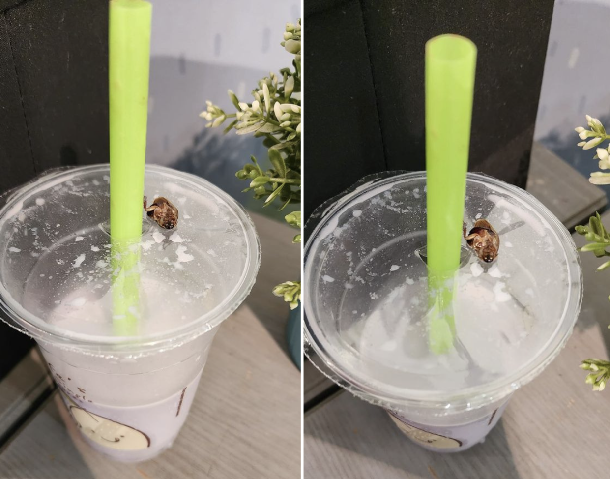 Photo of cockroach found in Mr Bean soy milk drink (Photos: Facebook/Pamster Tan) 