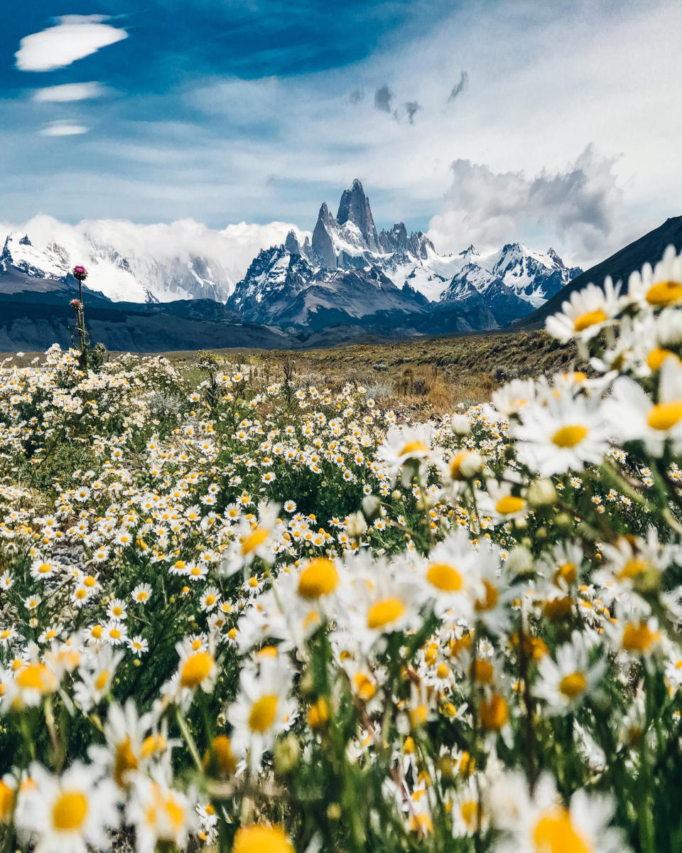 Daisies blooming in a field in Patagonia.