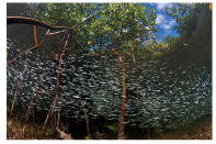 <b>Wide-angle 2nd Place</b><br> Matt Potenski, New Jersey for the picture of Red mangroves (Rhizophora mangle) at South Bimini, Bahamas