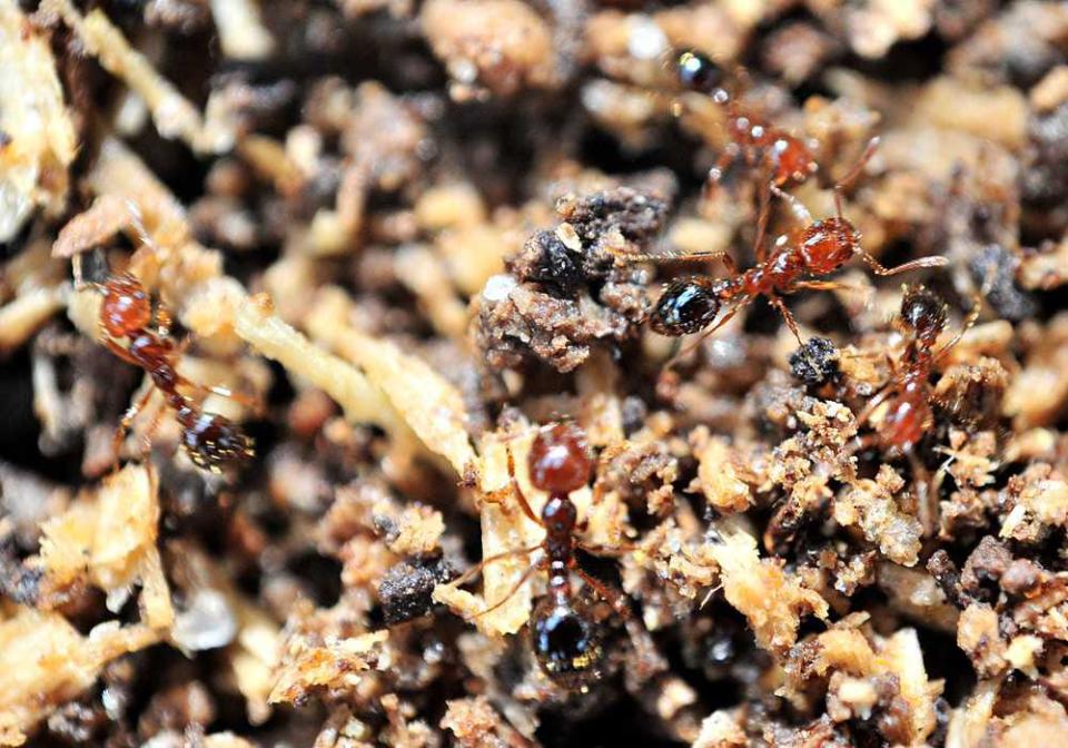 Home remedies generally aren't effective against fire ant infestations. 