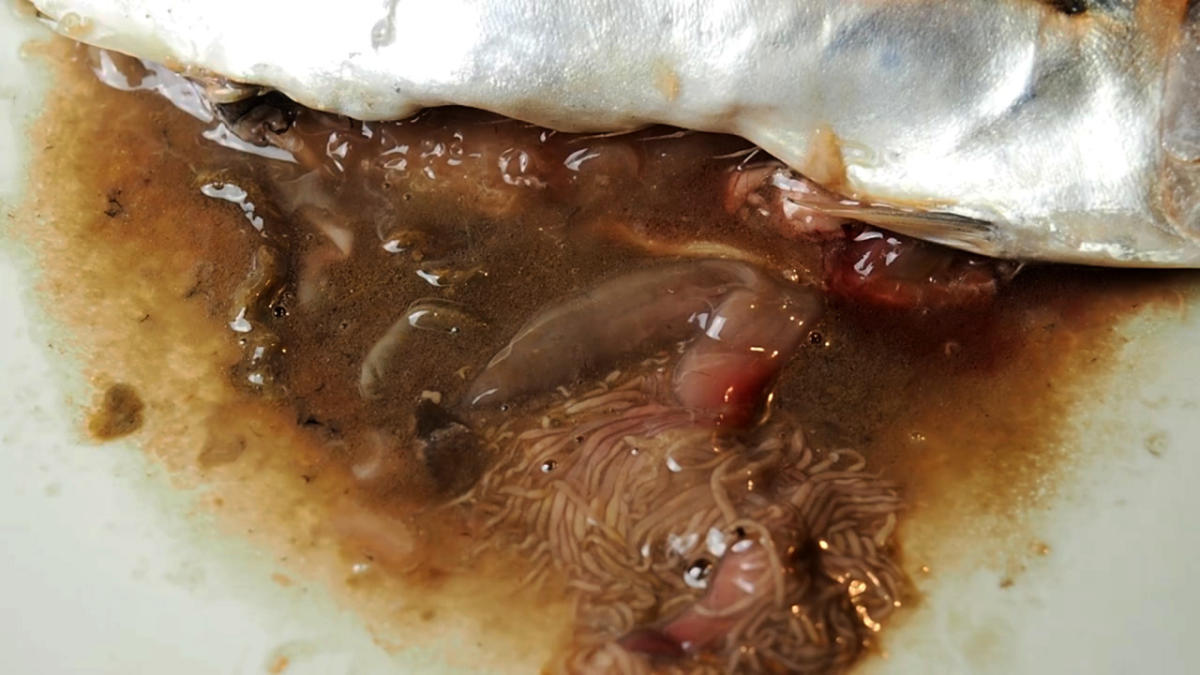 Customer Posts Gruesome Video Of Wriggling Parasites Found In 'Fresh' Fish  From Supermarket