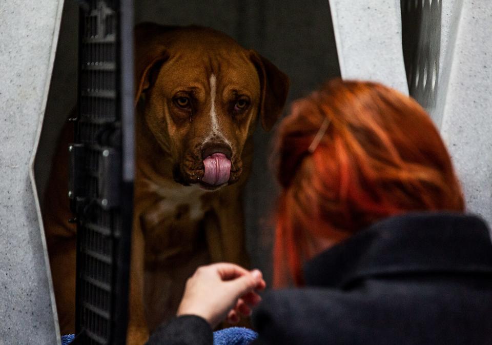 A shy dog named Bear was coaxed out of his enclosure by Megan Decker (and sausage treats) after arriving in Louisville from the Mayfield-Graves County Animal Shelter. 28 dogs and 8 cats are being housed at the Kentucky Humane Society Sam Swope Pet TLC facility on Steedly Drive.