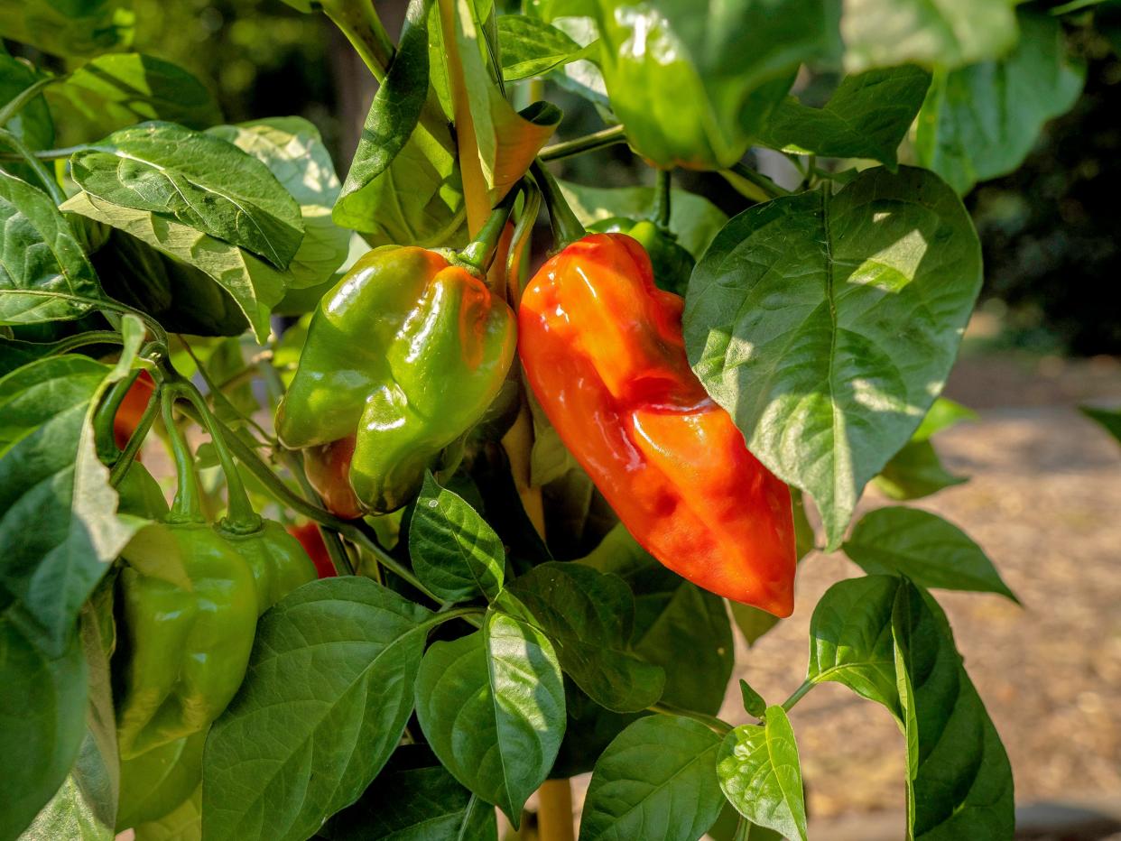 Peppers growing on a plant. PROVIDED/MITCHELL ALCALA-OSU AGRICULTURE