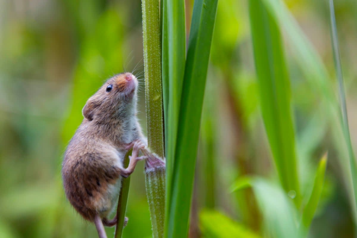 Over 150 harvest mice have been reintroduced to Perivale Wood Local Nature Reserve (PA Wire)