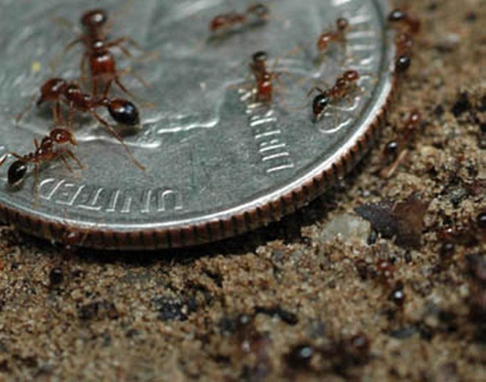 Fire ants are a nasty pest that some newcomers might not be used to. Courtesy of Texas Cooperative Extension, photo by Robert Burns