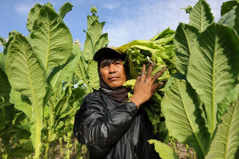 A worker carries harvested tobacco leaves at a farm in Ilocos norte province, northern Philippines on May 2, 2013. Tobacco enriches and corrupts in the dry, sun-drenched northern Philippines, where family fortunes as well as political empires are built on the golden leaf