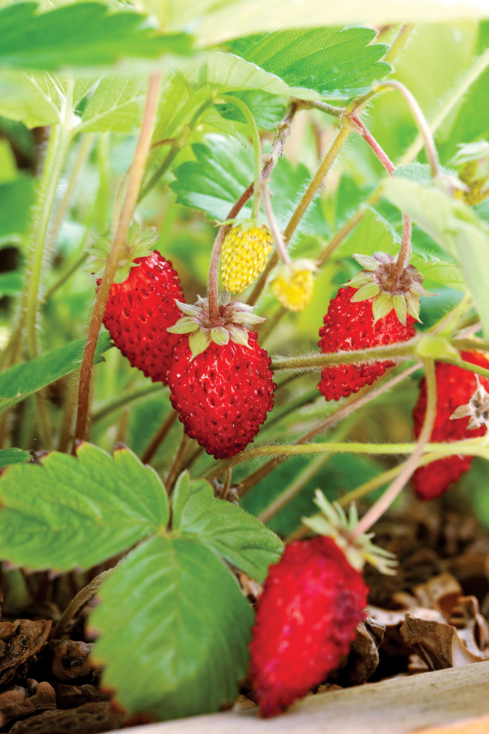 A container garden is the ultimate accessory for your porch, patio, or doorstep. These plants will keep you in style, even in the shade