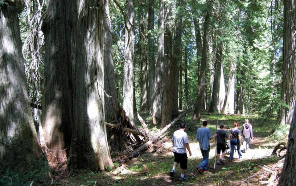 A family hikes through an ancient grove of cedar trees in North Idaho. Trees like western red cedar and western white pine are better poised to withstand changing conditions due to climate change. Lewiston Tribune photo