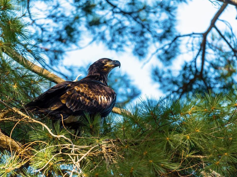 This juvenile bald eagle, rescued from the ground with a broken leg in 2002, healed and was released, and is shown here in a tree near his nest in Coventry.