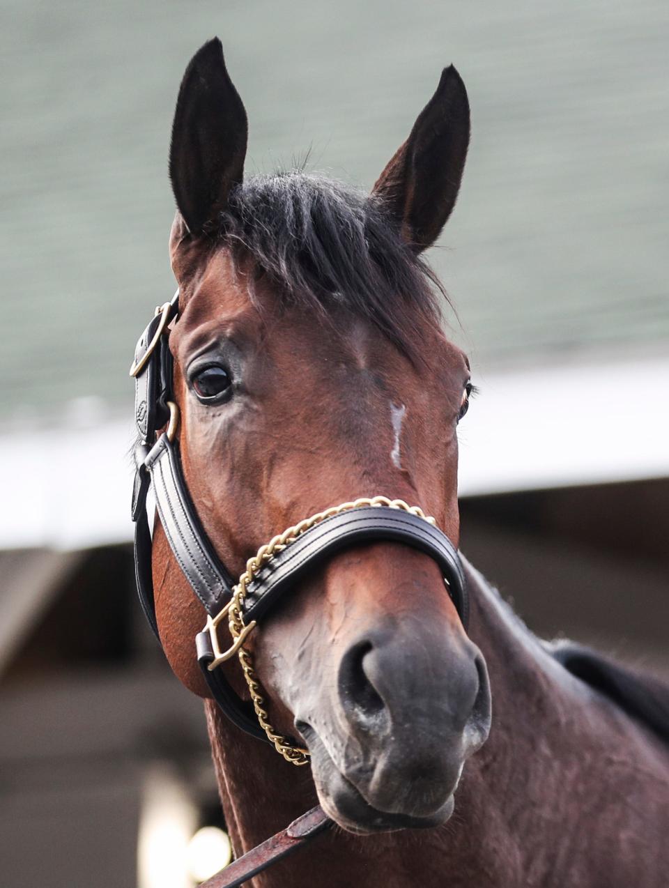 Kentucky Derby contender Fierceness during bath time outside trainer Todd Pletcher's barn after a workout Friday morning at Churchill Downs April 26, 2024 in Louisville, Ky.