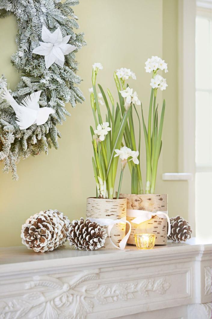 <p>Amaryllis blooms may be tried-and-true, but this display proves that it's worth mixing it up with delicate paper whites. Create your own white Christmas by wrapping the containers in birch bark and scattering snow-spritzed pinecones. </p>