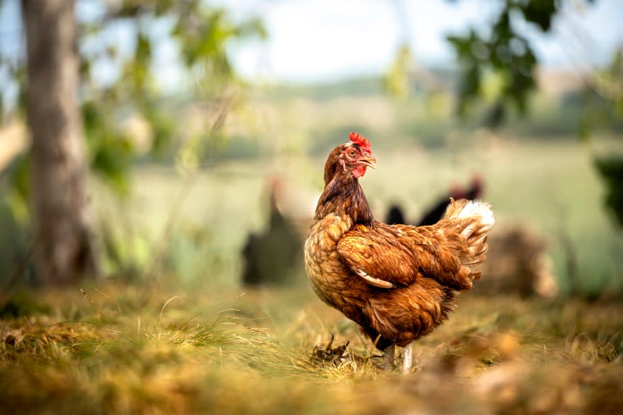 One hot topic in today’s Florida primary, specifically in Valparaiso, centers on raising chickens in residential areas. (Getty Images)