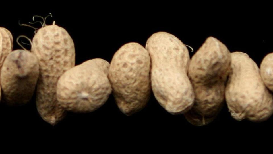 <p>Researchers found children not normally able to tolerate exposure to a tenth of a single peanut eventually coped with two whole peanuts.</p>