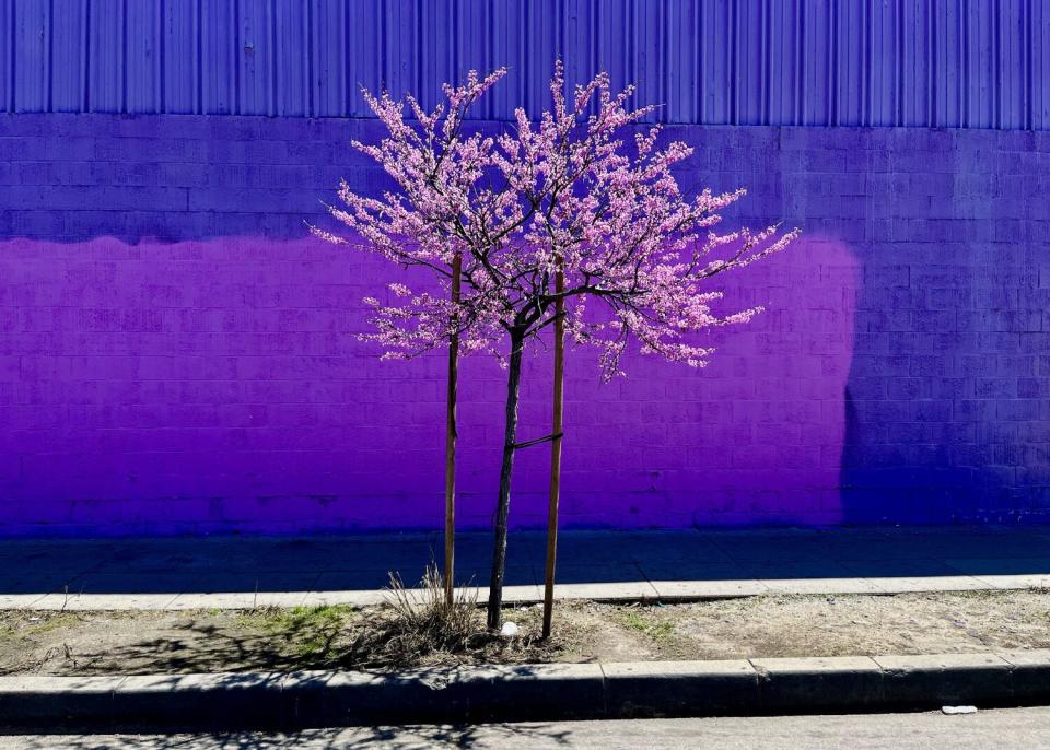 An Eastern redbud tree in pink bloom grows in front of a two-shade purple wall