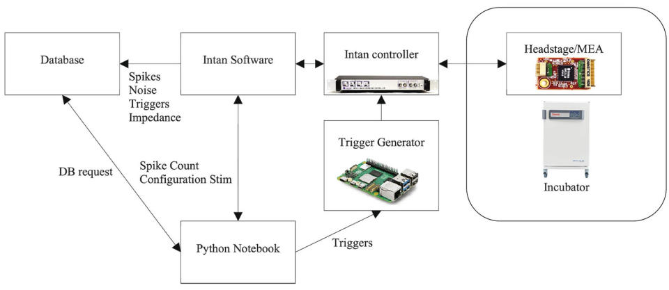 FinalSpark Neuroplatform