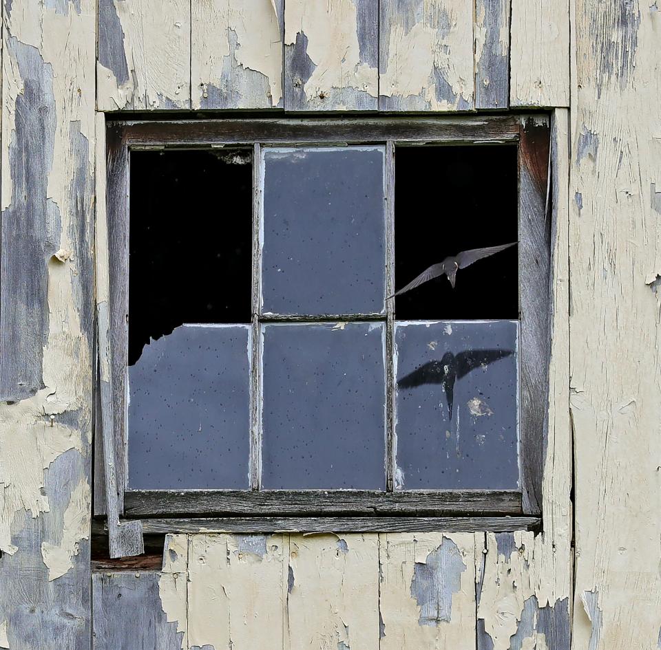 A barn swallow flies into the barn at North Fork Preserve through a broken window.